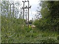 Train passes cows