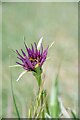 Tragopogon porrifolius