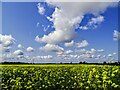 TG4718 : Big sky and oilseed crop, East Somerton by Brian Robert Marshall