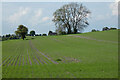 Farmland, Ellesborough