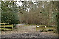 Footpath into Whorne Wood