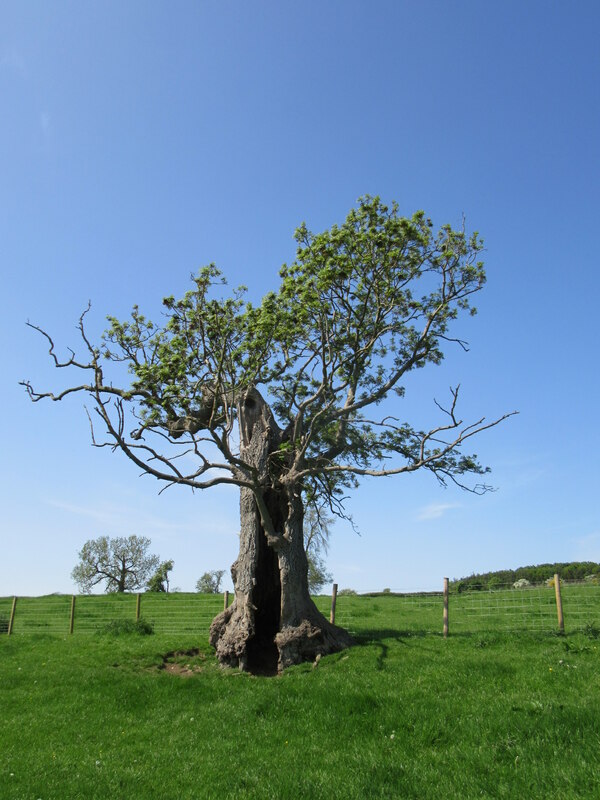 Old Tree Near Danby Hall © T Eyre Geograph Britain And Ireland 0148