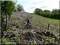 Old dry stone walls on Mynydd y Bryn with sheep fences inside them