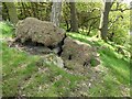 Toppled pine on the top of Mynydd y Bryn