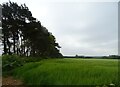 Cereal crop beside strip woodland