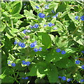 Green Alkanet at Hume