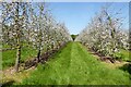 SO7150 : Apple trees in blossom by Philip Halling