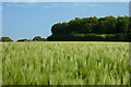 Farmland, Collingbourne Kingston