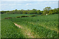 Farmland, Hurstbourne Tarrant