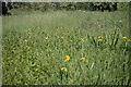 TF1417 : Flag Iris among the grasses by Bob Harvey
