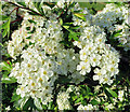 NX3296 : Hawthorn blossom by Mary and Angus Hogg