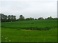 Cereal crop, Charsfield