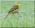 Yellowhammer