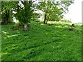 Stand of woodland in a field