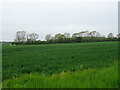 Cereal crop south of Dennington