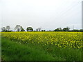 Oilseed rape crop near Brundish Lodge