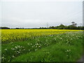 Oilseed rape crop and power lines