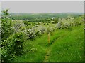 Footpath 194/4, Almondbury