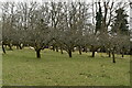 Orchard, Stockwood Farm