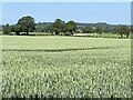 SJ3823 : Field of wheat by John H Darch