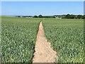 SJ3723 : Path through wheatfield by John H Darch