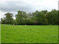 Grazing and woodland, Iken