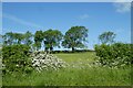 Fields near Shaw Head Farm