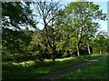 Woodland and path beside Valley Road