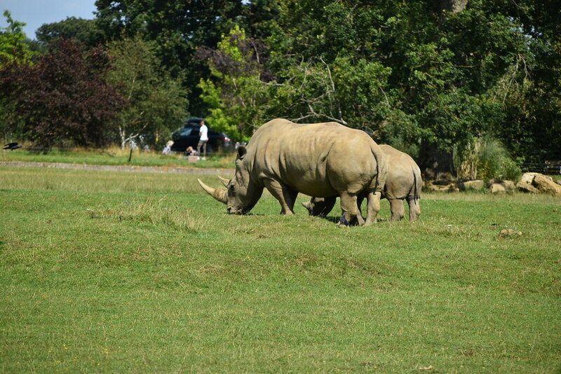 Rhinos, Cotswold Wildlife Park © N Chadwick :: Geograph Britain and Ireland