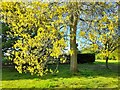 Tree in West Hendon playing fields