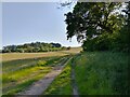 Footpath towards Combe Hill