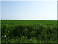 Crop field near Occold