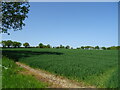 Cereal crop off Clint Road