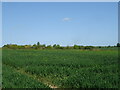 Cereal crop towards Park Farm