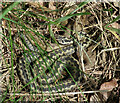 TG4321 : Adders at Hickling Broad by Hugh Venables
