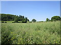 Oilseed rape and the edge of Coxall Knoll