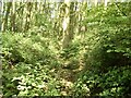 SE9086 : Overgrown footpath by David Brown