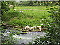 SO5468 : Sheep drinking from the River Teme. Little Hereford by Jonathan Thacker