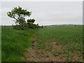 NT9061 : Field Beans near East Reston by M J Richardson