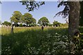 Un-mown graveyard, Breage