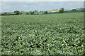 Farmland, Dinton