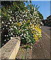 White and yellow blossoms, Bramble Lane, Stonehouse