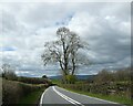 Trees against the clouds above A479