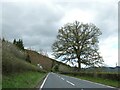 Woodland by A470 north of Llyswen