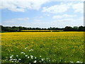 Fields of buttercups