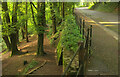 Footpath from Lincombe Drive