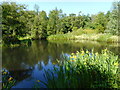 Belmont Pond, Springburn Park