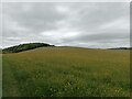 Hill with wildflowers