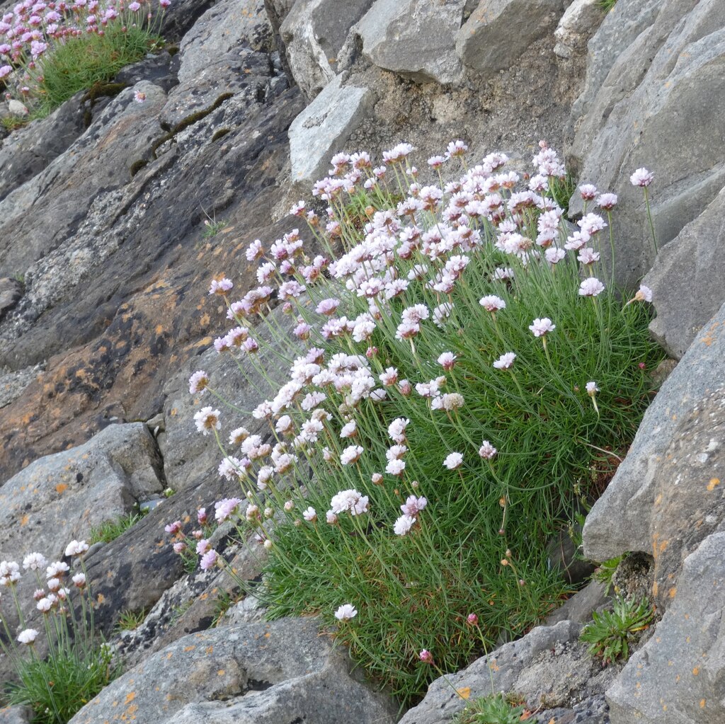 What Are Little White Flowers Called