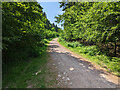 Track, Nagshead Plantation, Forest of Dean